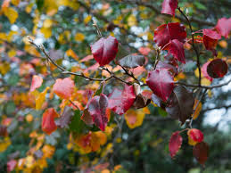 Free shipping on all orders over $199. Cleveland Select Pear Tree Dallas Texas Treeland Nursery