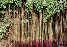 (flower) reproductive organ of angiosperm plants especially one having showy or colorful parts. 100 Vines In The Philippines Ideas In 2021 Vines Plants Planting Flowers