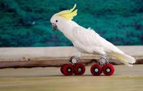 Circus Bird Bird Circus Parrot Cockatoo Funny Bird Pictures