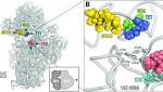  Newly discovered antibiotic class, Odilorhabdins, and how they work