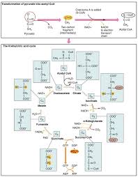 Carbohydrate Metabolism Anatomy And Physiology Ii