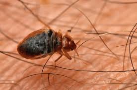 Delk pest control is located at 5645 w san madele #106, fresno, ca 93722. Seek And Destroy Bed Bugs