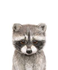 Pin By Naime On Art Baby Animal Nursery Art Baby Animals Baby Raccoon