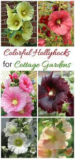Maybe you would like to learn more about one of these? Growing Hollyhocks A Traditional Cottage Garden Favorite