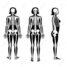 In addition, different types of bones have a different structure according to their function. Woman Skeleton Anatomy In Front Profile And Back View Vector Royalty Free Cliparts Vectors And Stock Illustration Image 144506251