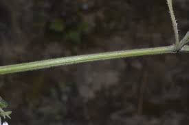 Image result for Hypoestes triflora