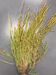 Image result for Hainardia