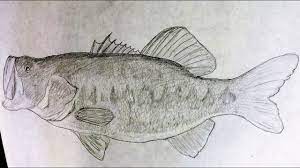 Learning how to draw a fish for kids is just an easy task. Drawing Of A Largemouth Bass 2 Pencil Drawing Youtube