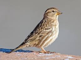 Image result for Caperonia serrata