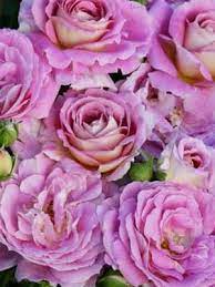 Arctic Blue Rose Bare Root New Release Rooting Roses Flowers Amazing Flowers