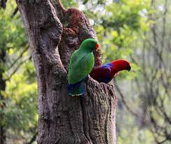 ببغاء اكليكتوس المتكلم كل ماتود معرفته حول هذا الطائر طيور العرب parrot animals nest