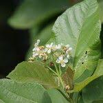 Image result for Carpodiptera africana