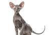 Peterbald - Wikipedia