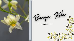 Anfordern eines handwerkers formula / digitales fo. Bunga Kelor Moringa Oleifera Flowers Youtube