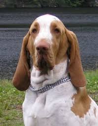 Image result for italský krátkosrstý ohař