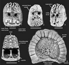 Image result for Osyridicarpos