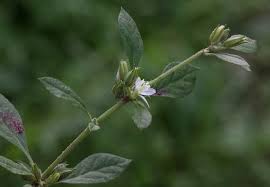 Image result for Glinus lotoides