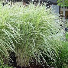 Variegated Japanese Silver Grass Silver Grass Front Yard Design Front Yard Landscaping