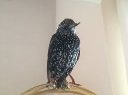 Sigircik Kusu Otusu Ve Sesi Common Starling Sound Voice Sturnus Vulgaris Youtube