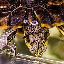 A wide variety of pet box turtle options are available to you, such as material, use, and feature. Pet Turtle Tortoise Supplies Petsmart