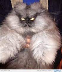 Maybe you would like to learn more about one of these? 48 Werewolf Cat Ideas Werewolf Cat Cats Werewolf