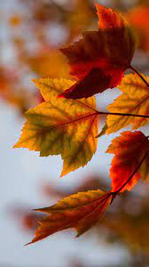 Amazing Hd Autumn Wallpaper Wallpaper Iphone Christmas Fall Wallpaper Iphone Wallpaper Fall