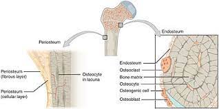 The outer and inner regions contain layers of lamellar bone that run circumferentially around the entire bone. Endosteum Wikipedia