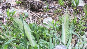 Although it is not native to north america, it's commonly found in the western and southern united foxtails are at their most deadly when they become dry and brittle, and the grass heads begin to separate. Parks And Rec To Reseed Local Park After Infestation Of Foxtails