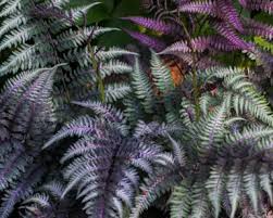 Image result for Athyrium newtonii