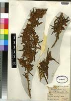 Image result for Kotschya africana