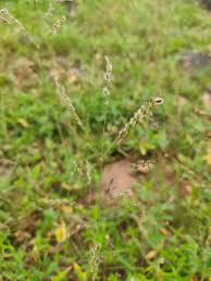 Image result for Alloteropsis