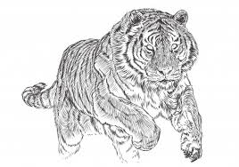 Wie nennt man eine große katze mit streifen, die nicht miaut? Premium Vector Tiger Attack Hand Draw Sketch Black Line Monochrome