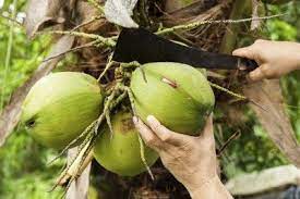 • training farmers in scientific cultivation and post harvest processing. Harvesting Of Coconut Trees How To Pick Coconuts From Trees