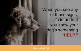 Veterinarian Reveals Game Changing Approach To Canine Care Canine Care Dog Food Recipes Dog Health