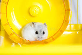 Active Hamster Running On A Wheel Affiliate Hamster Active Wheel Running Ad Hamster Active Running