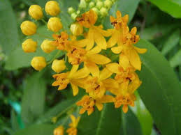 Asclepias Curassavica Silky Gold Milkweed 100 Seeds Ebay Asclepias Milkweed Plants
