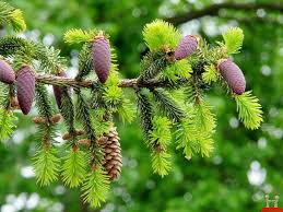 It is found in warm parts of the world and is a native of brazil. Fruit Trees Pine Fruit Tree