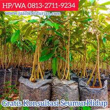 0813 2711 9234 Terbaik Jual Bibit Durian Musang King Duri Hitam Kaki 3 Purworejo Rembang Salatiga Di 2020 Pelangi Buah Musang