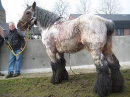 We did not find results for: Belgian Draft Horse Info Origin History Pictures