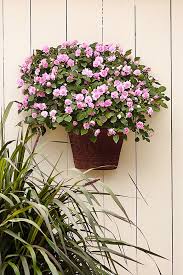 Image result for Impatiens oreocallis