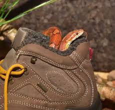 We did not find results for: How To Keep Snakes Away From Your Campsite Takeoutdoors