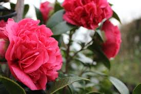 Maybe you would like to learn more about one of these? Flowering Trees