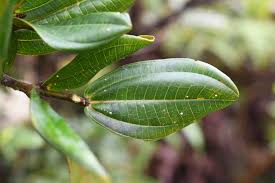 Image result for Vincetoxicum apiculatum