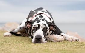 Therefore, it's important to choose products only with natural ingredients. The 8 Best Dog Foods For Great Danes 2021 Reviews