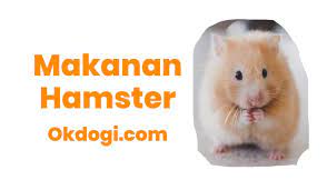 Berikan daun selada atau dandelion untuk makanan hamster atau bisa berikan 1 tetes minyak nabati (zaitun) dimana hal. 13 Pilihan Makanan Hamster Paling Mantul