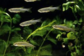Maybe you would like to learn more about one of these? Zebra Danio Staying At The Bottom Of The Tank 4 Easy Solutions Pet Fish Online