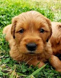 Is it safe to adopt a golden retriever? 6 Best Golden Retriever Breeders In Texas 2021 We Love Doodles