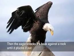 The Story Of An Eagle S Life Wild Life Videos Eagle Life Motivation