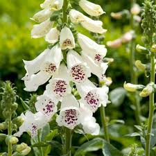 Maybe you would like to learn more about one of these? Digitalis Lucas White 2l Whitehall Garden Centre