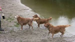 Image result for nova scotia duck tolling retrívr